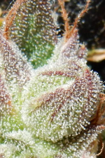 CBD Auto 11 CBD Crack