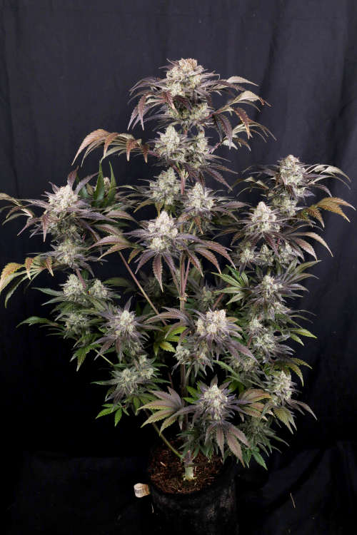 Frostbanger Auto