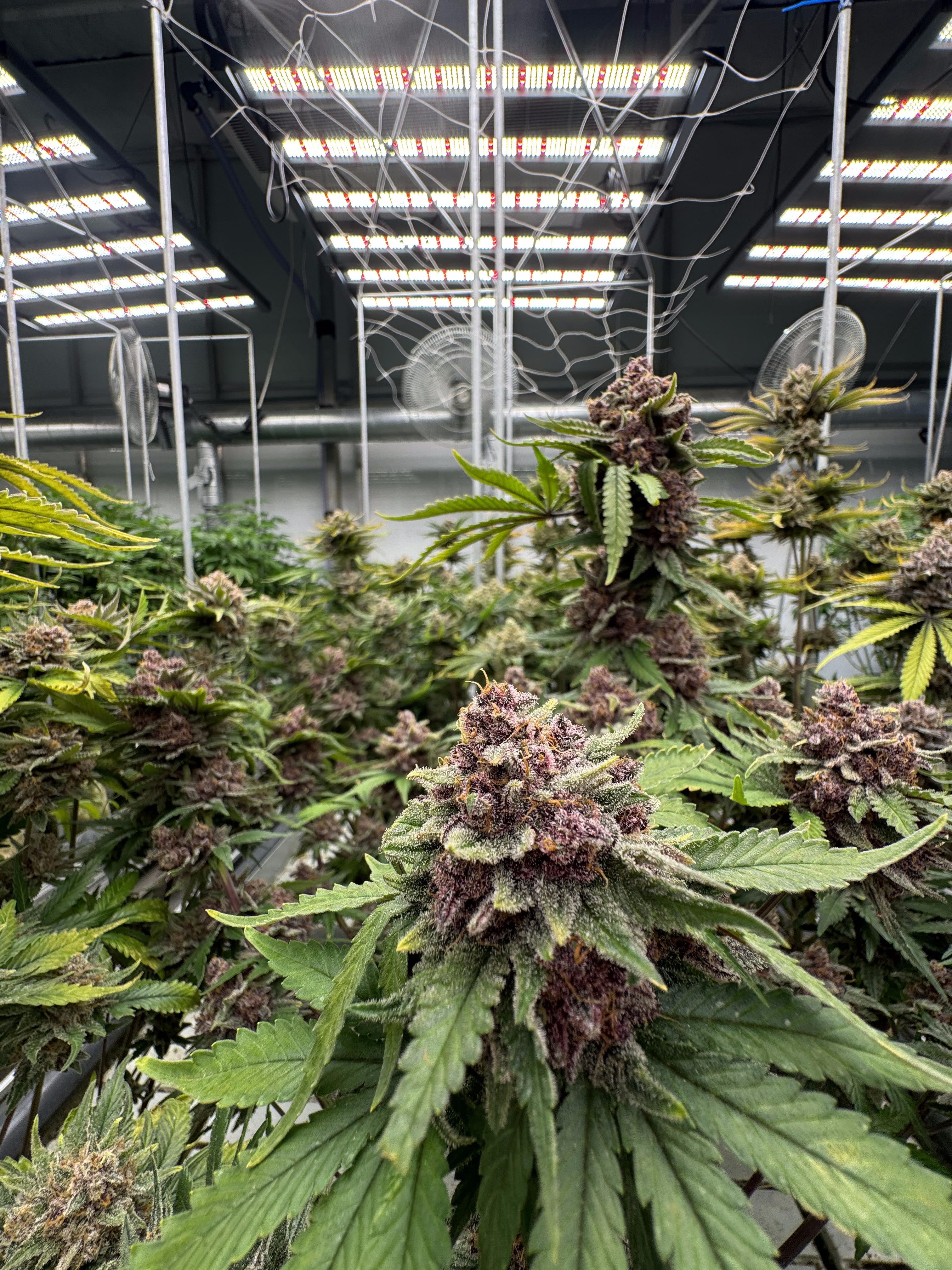 Cherry Cola Auto RF3