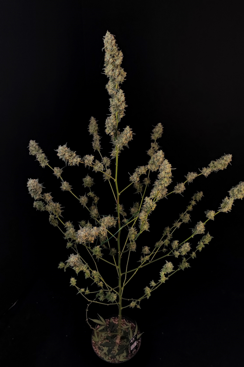 Photo of BubbleGum Auto