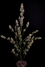 Northern Lights Auto