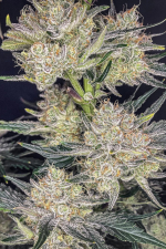 Strawberry Gorilla Auto