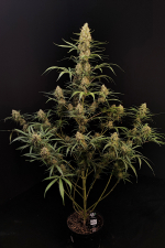 Jack Herer Auto