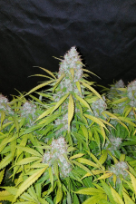 Californian Snow Auto