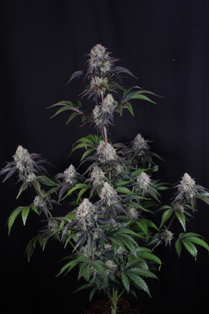 Photo of Sundae Frost Auto