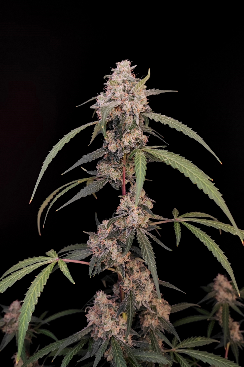 Photo of AK Auto