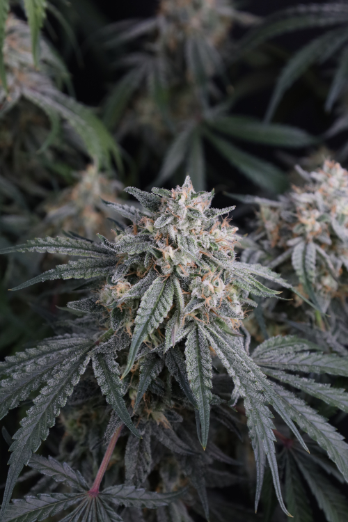 Garlic Mint Sherbet Auto