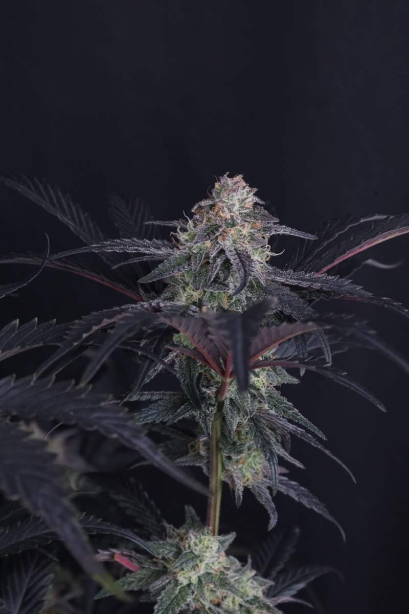 Photo of Mendo Frost Auto