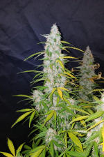 Californian Snow Auto