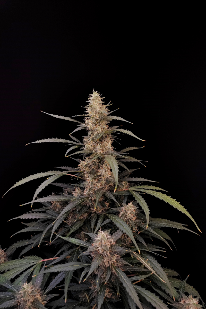 Photo of Amnesia Haze Auto