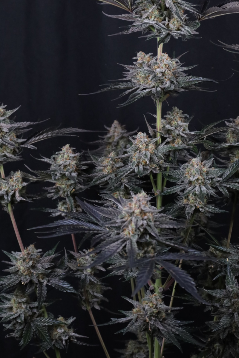 Photo of Mendo Guava Auto