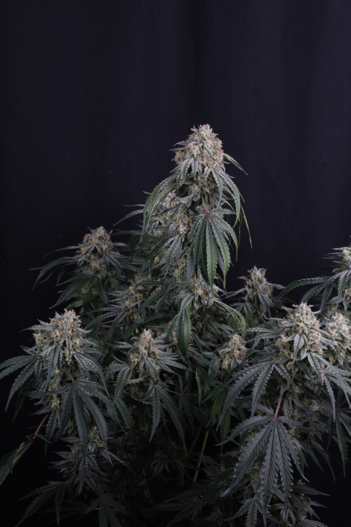 Garlic Mint Sherbet Auto