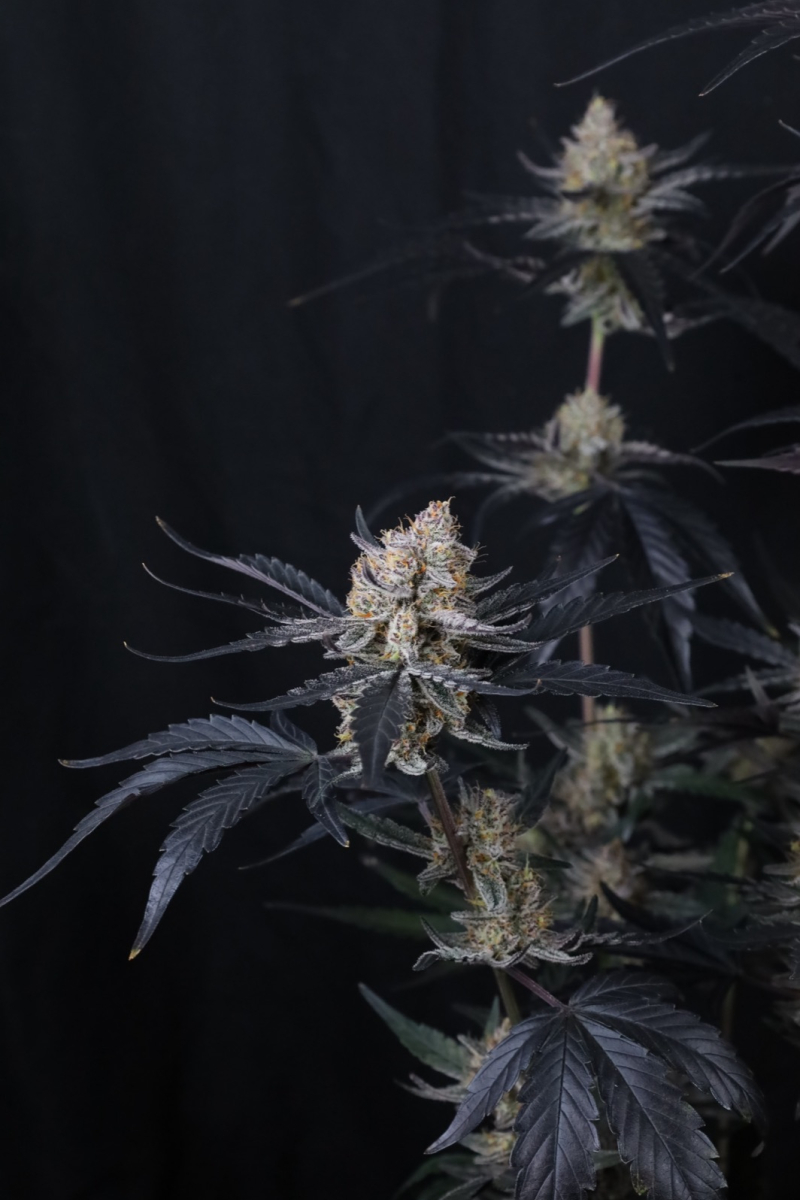 Photo of Guava Runtz Auto
