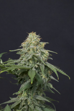 Wedding Cheesecake FF