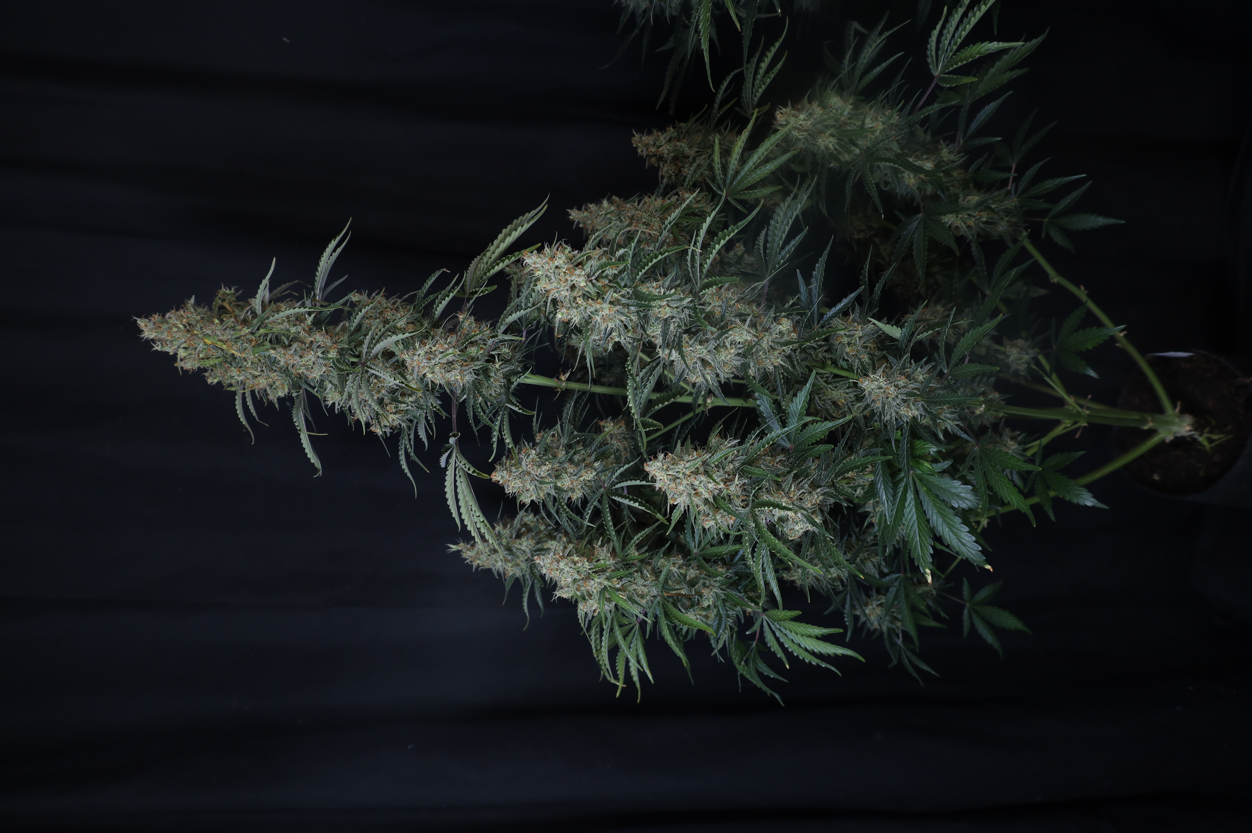 Gorilla Z Auto