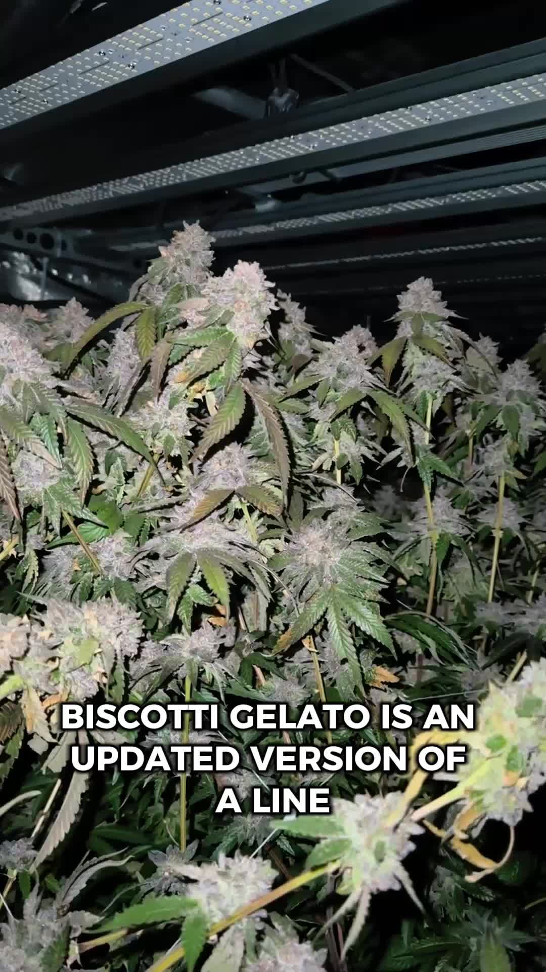 Biscotti Gelato