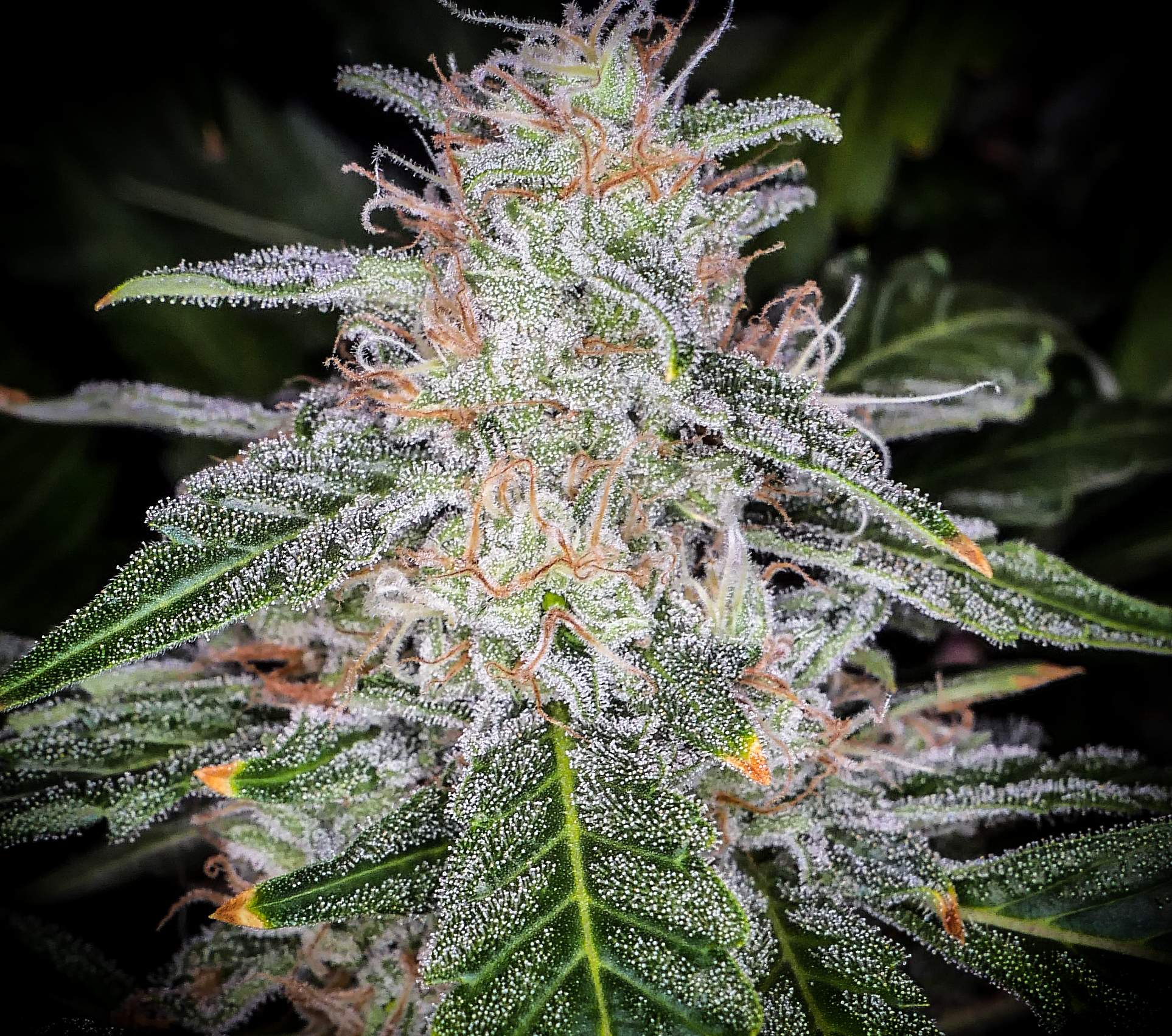 Blue Dream´matic