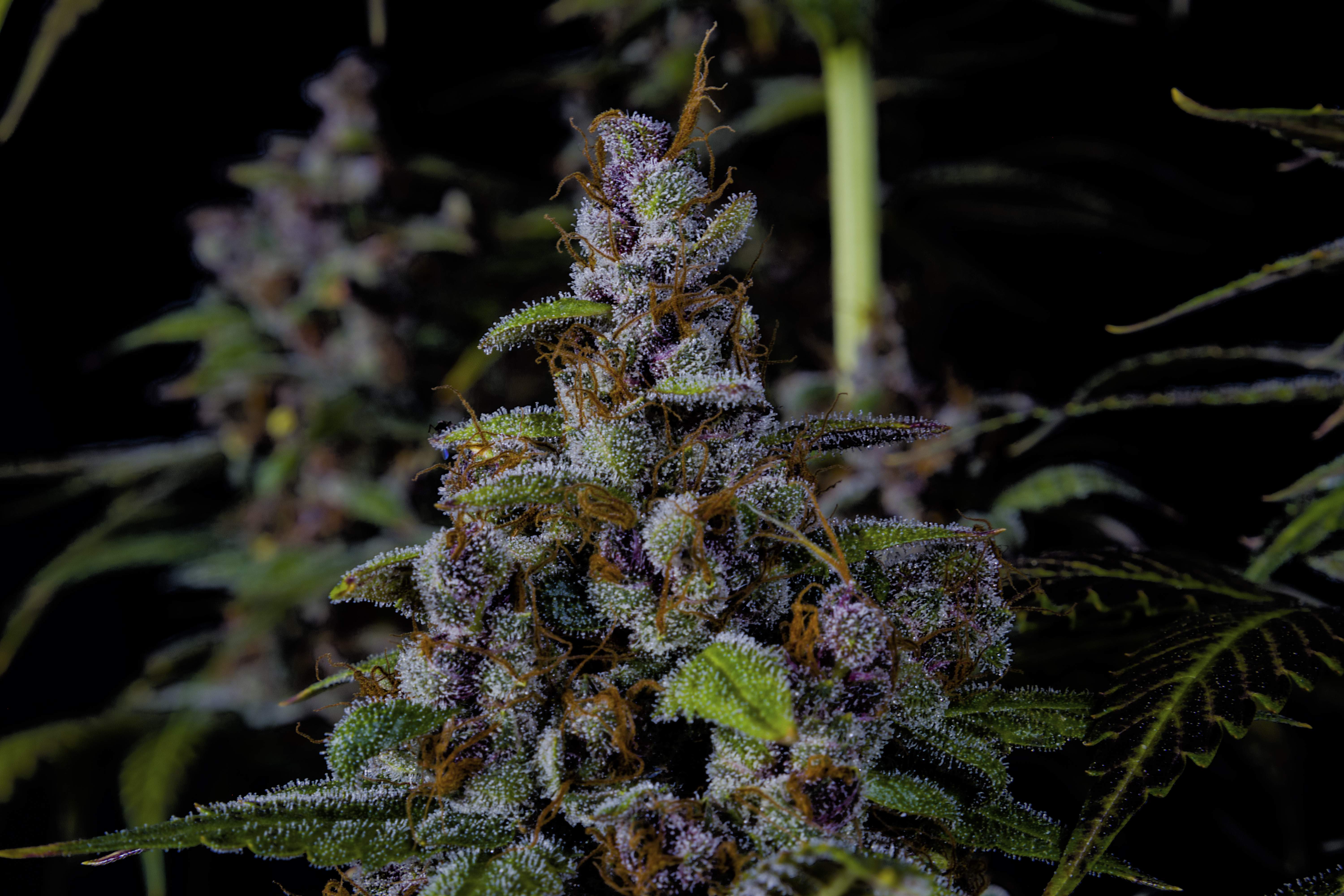 Purple Lemonade FF