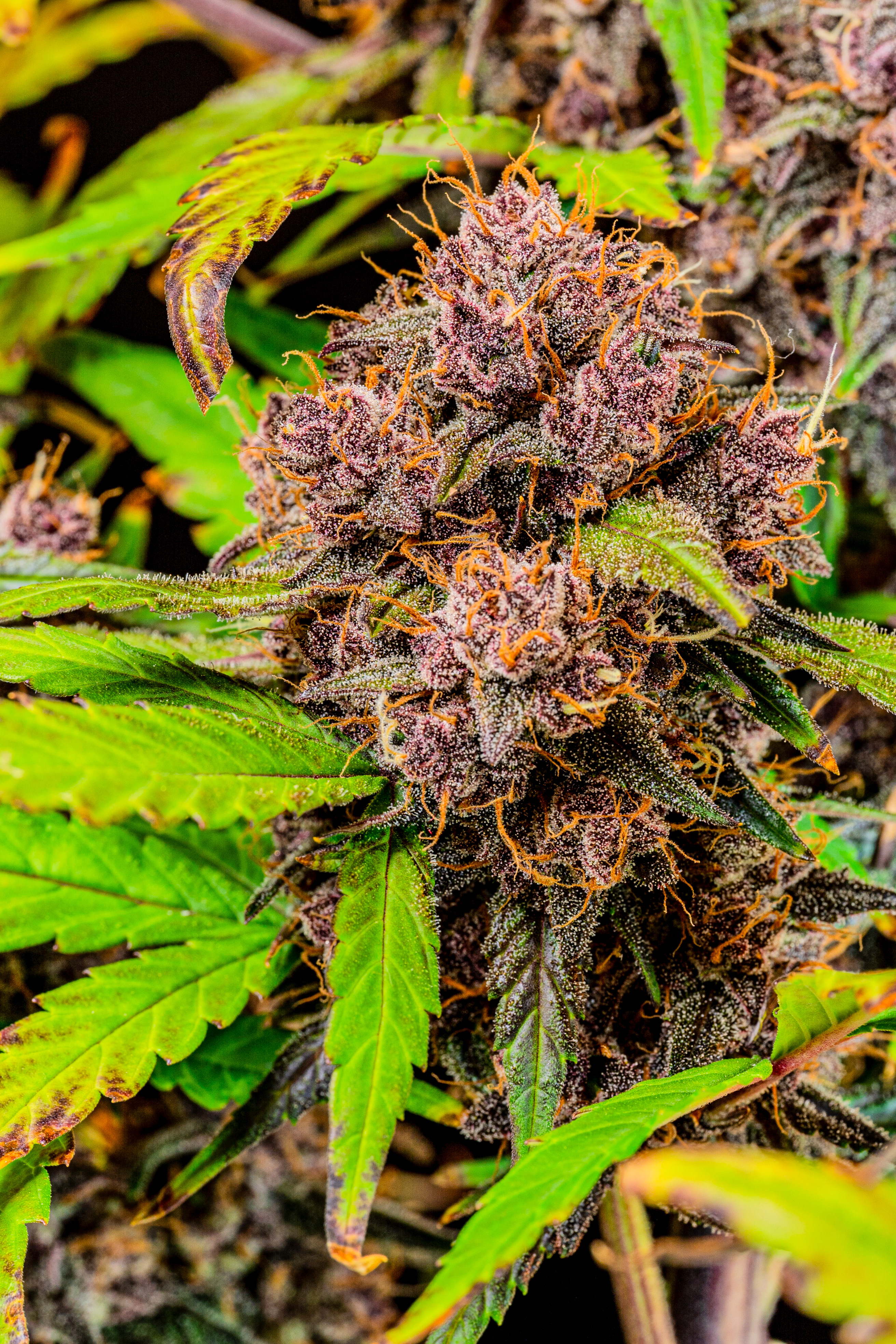 Lemon Cherry Cookies Auto