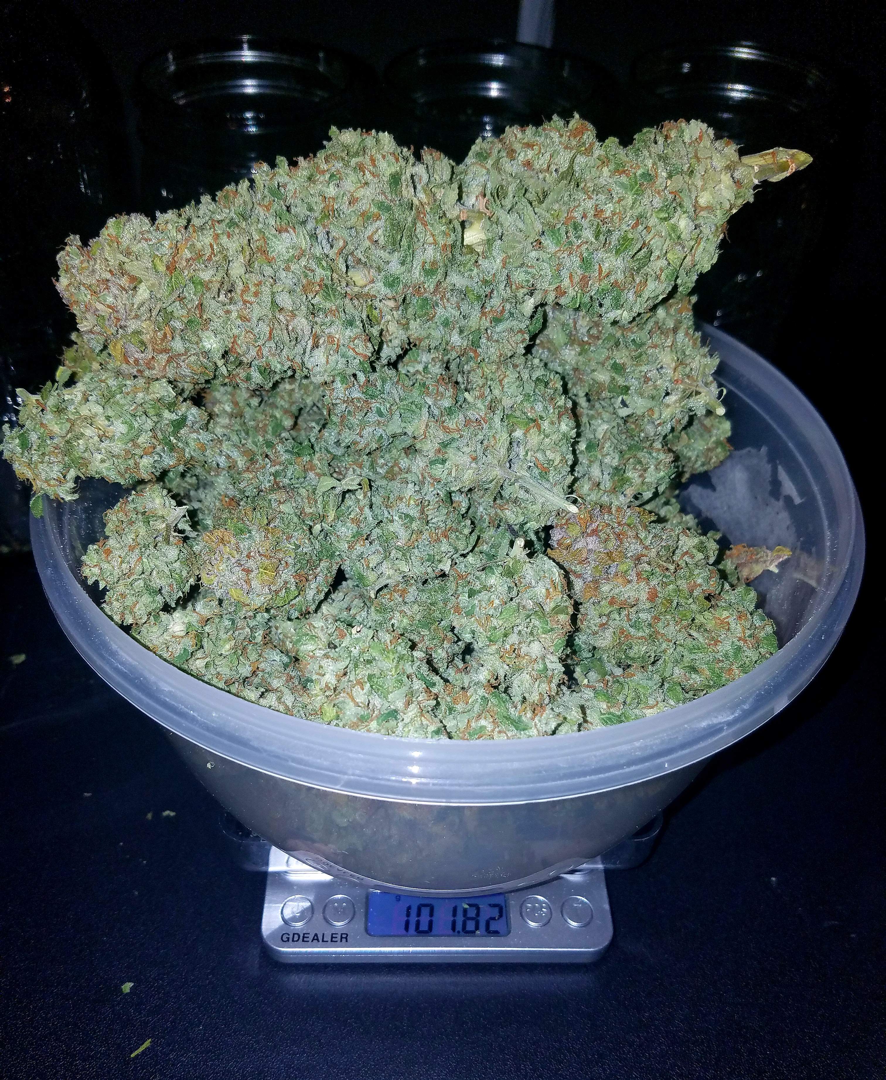Stardawg