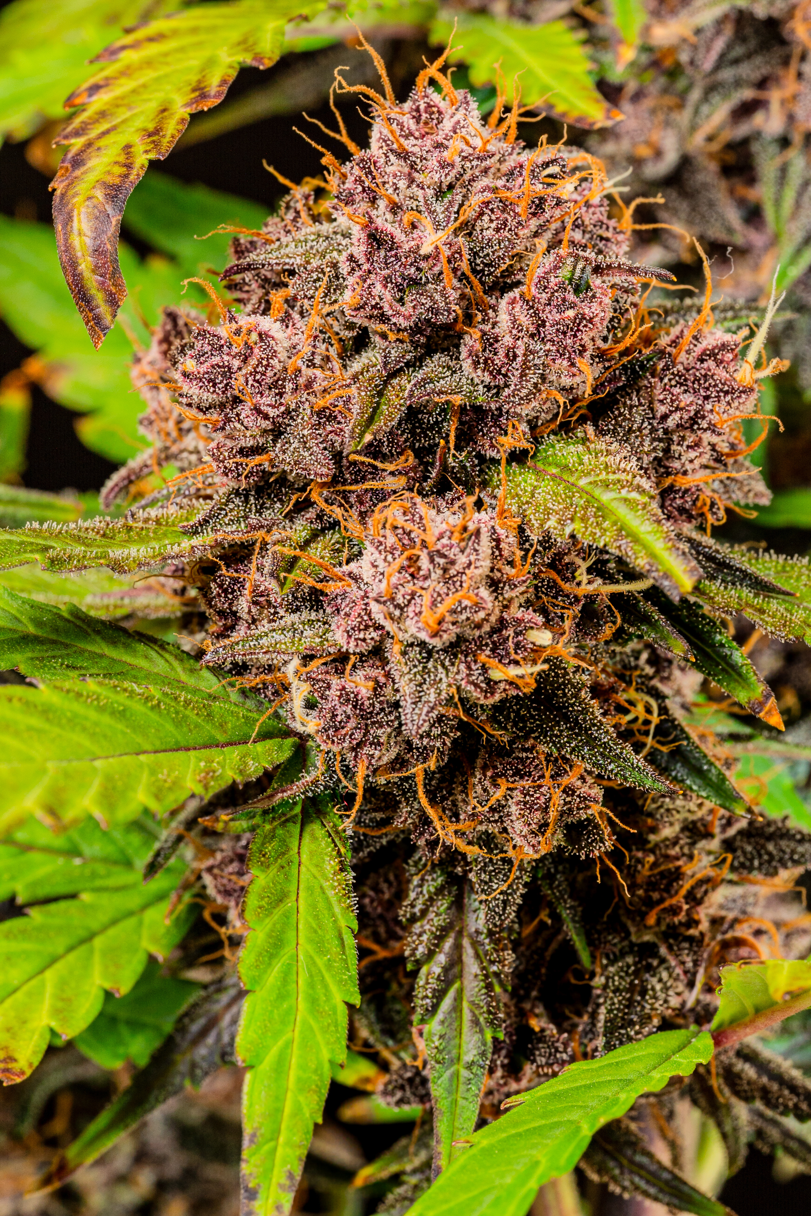 Lemon Cherry Cookies Auto