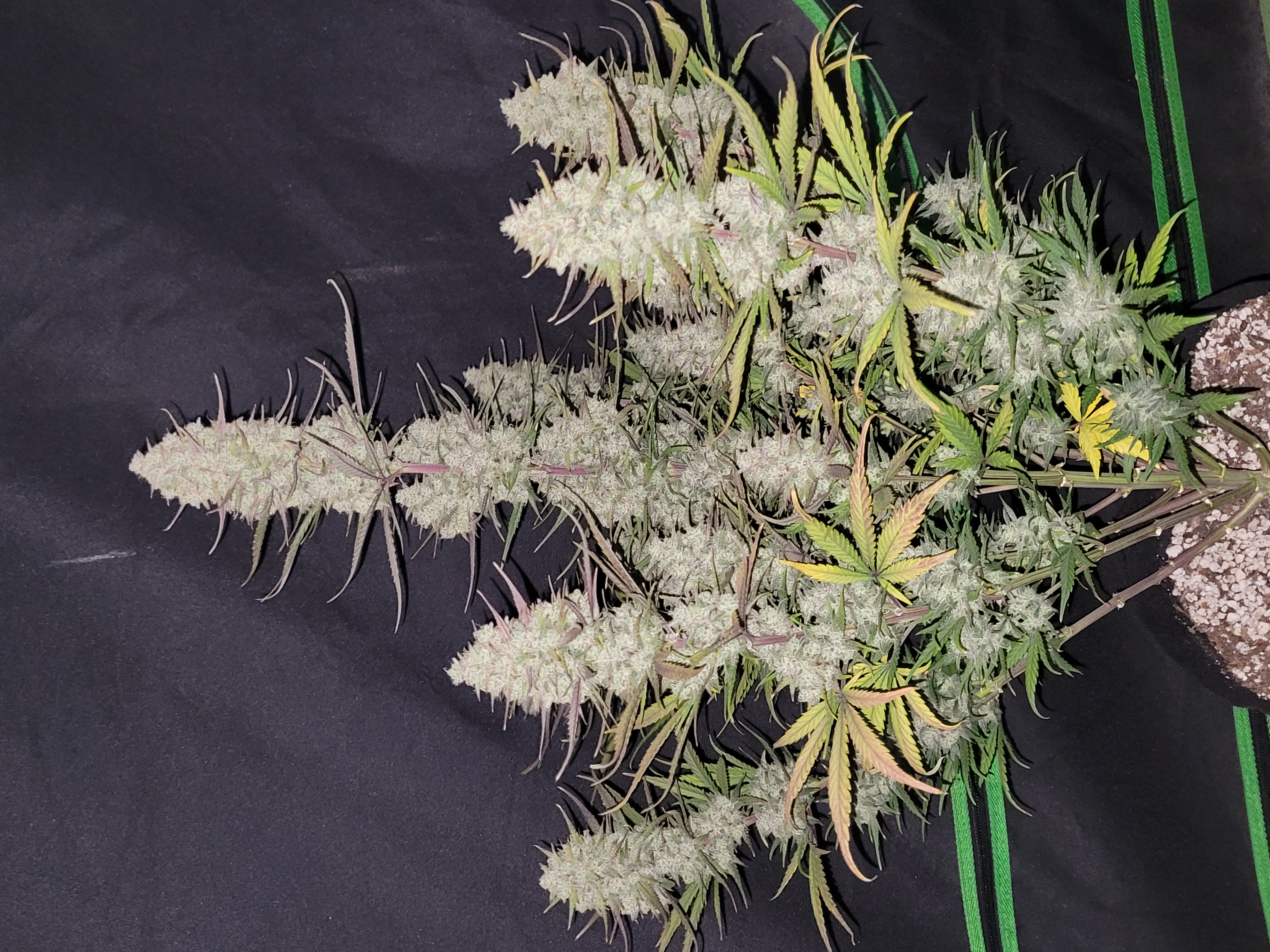 Tropicana Cookies Auto