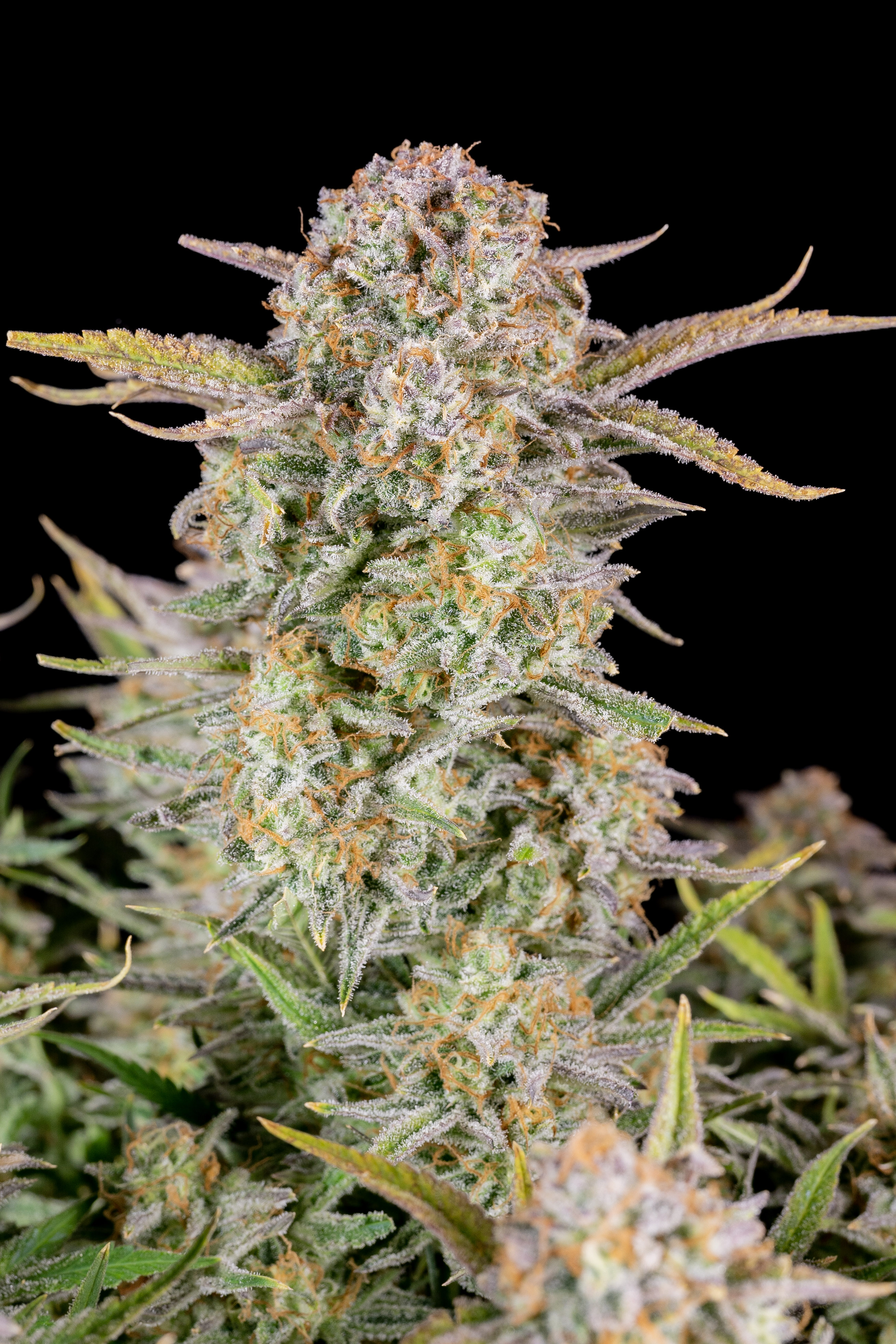 Bruce Banner Auto