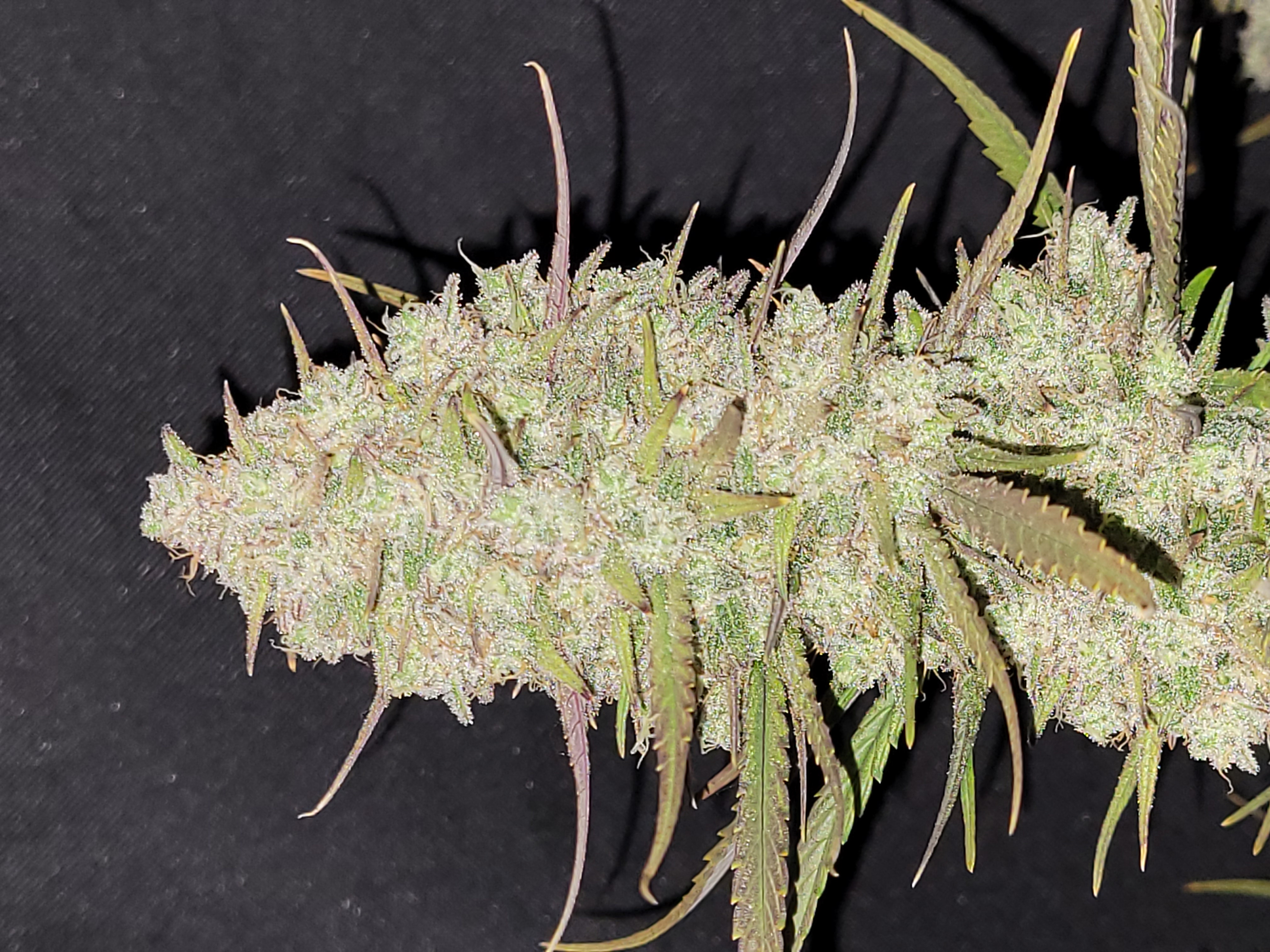 Tropicana Cookies Auto