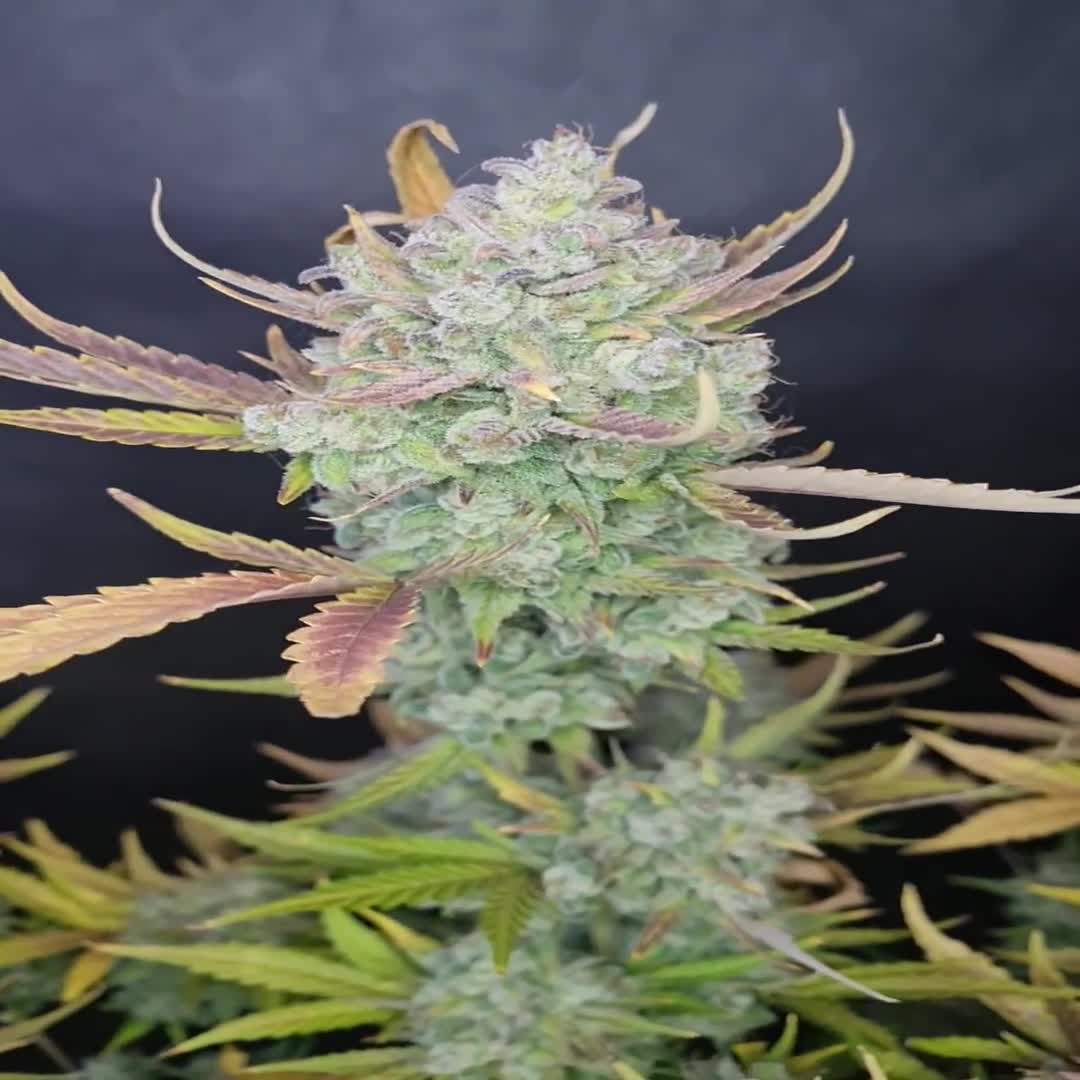 Gelato Auto