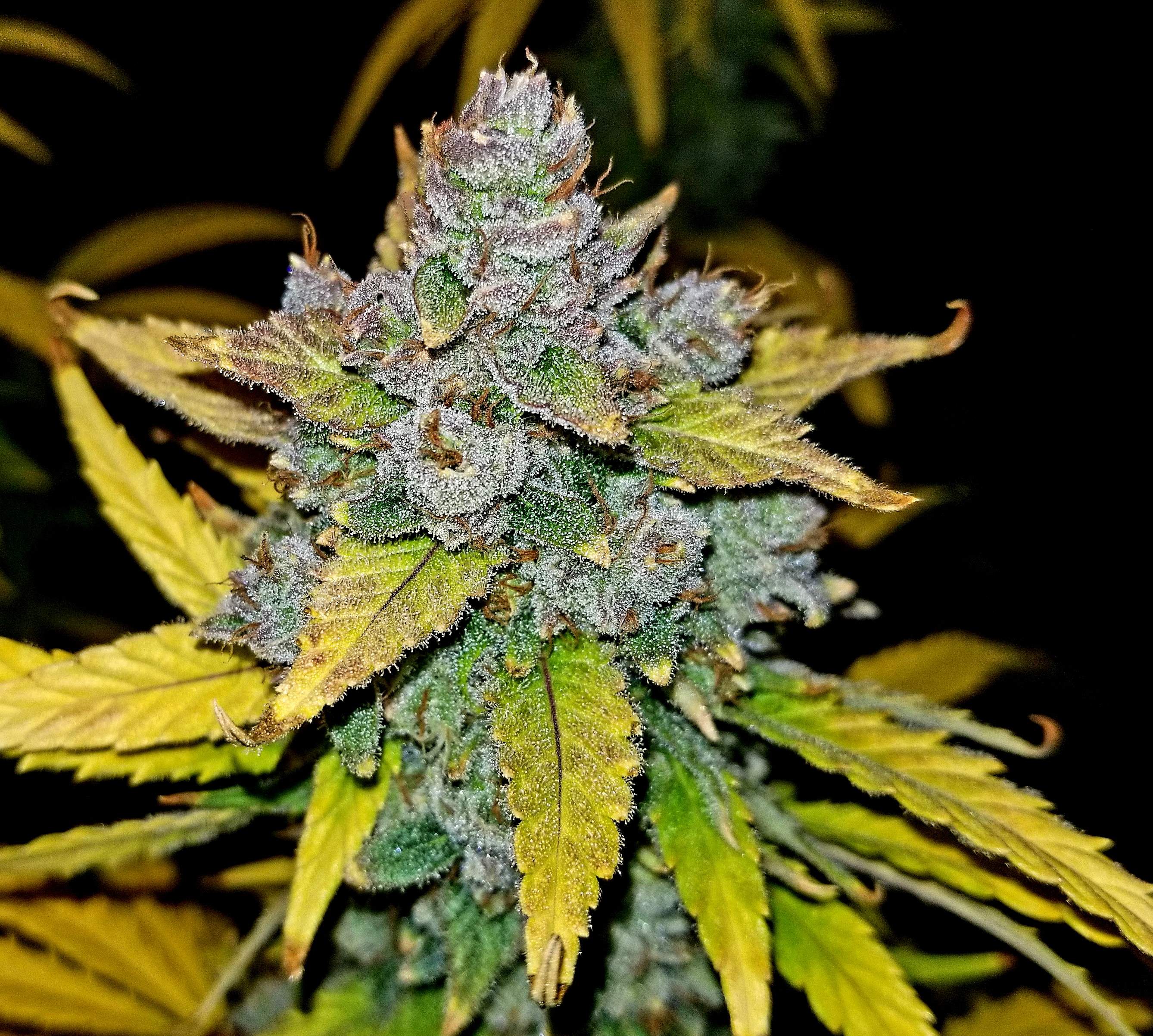 Blue Dream´matic