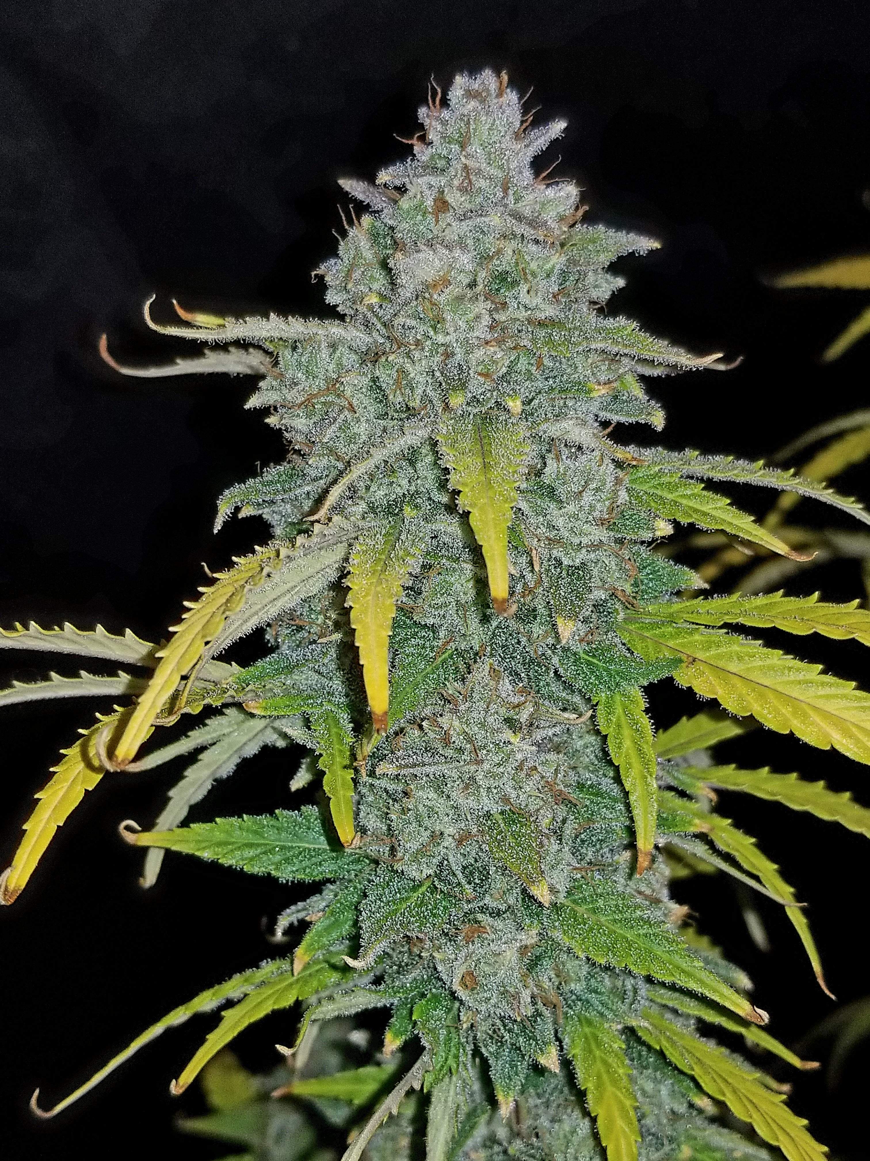 Blue Dream´matic