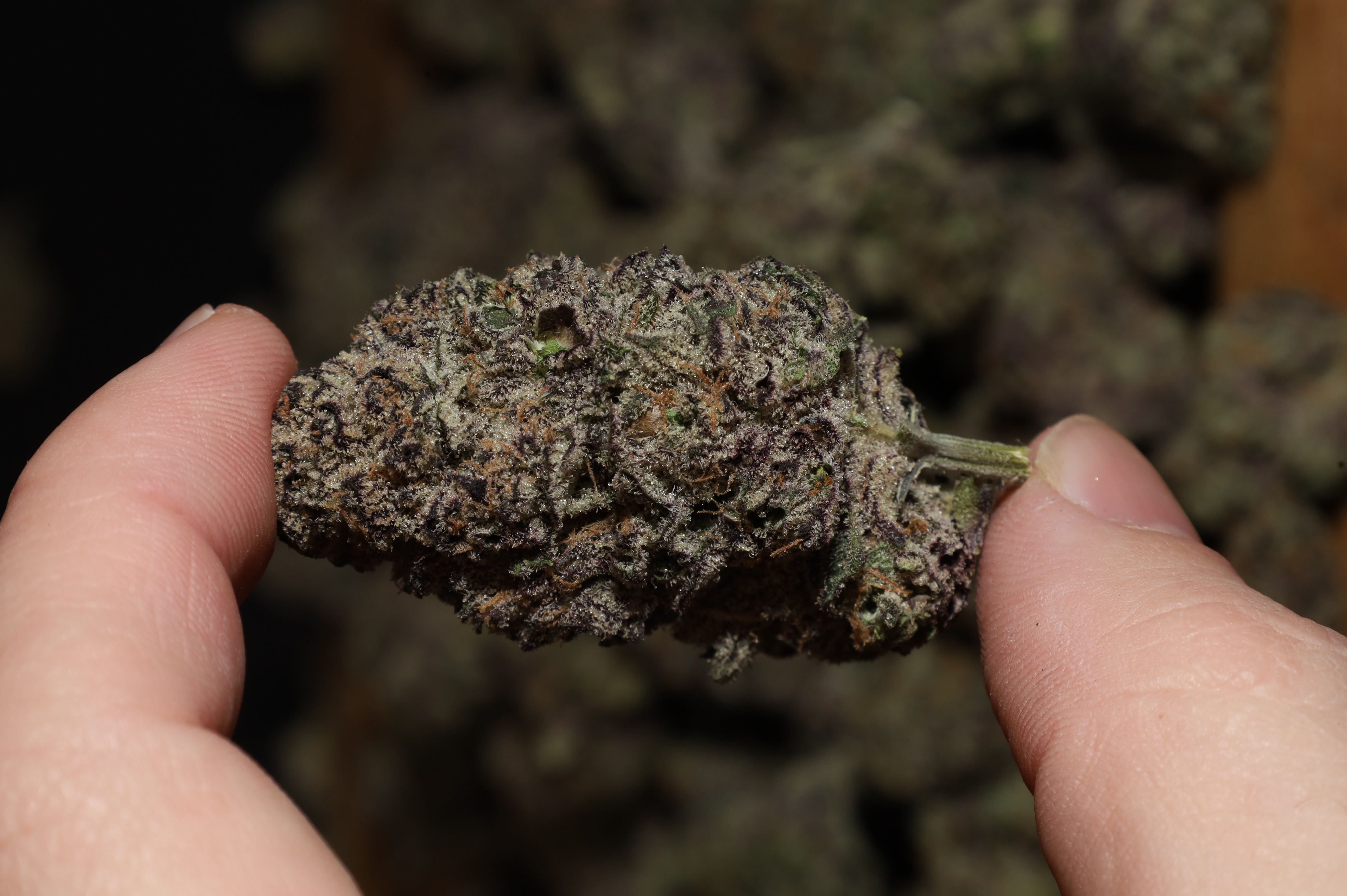 Lemon Cherry Runtz