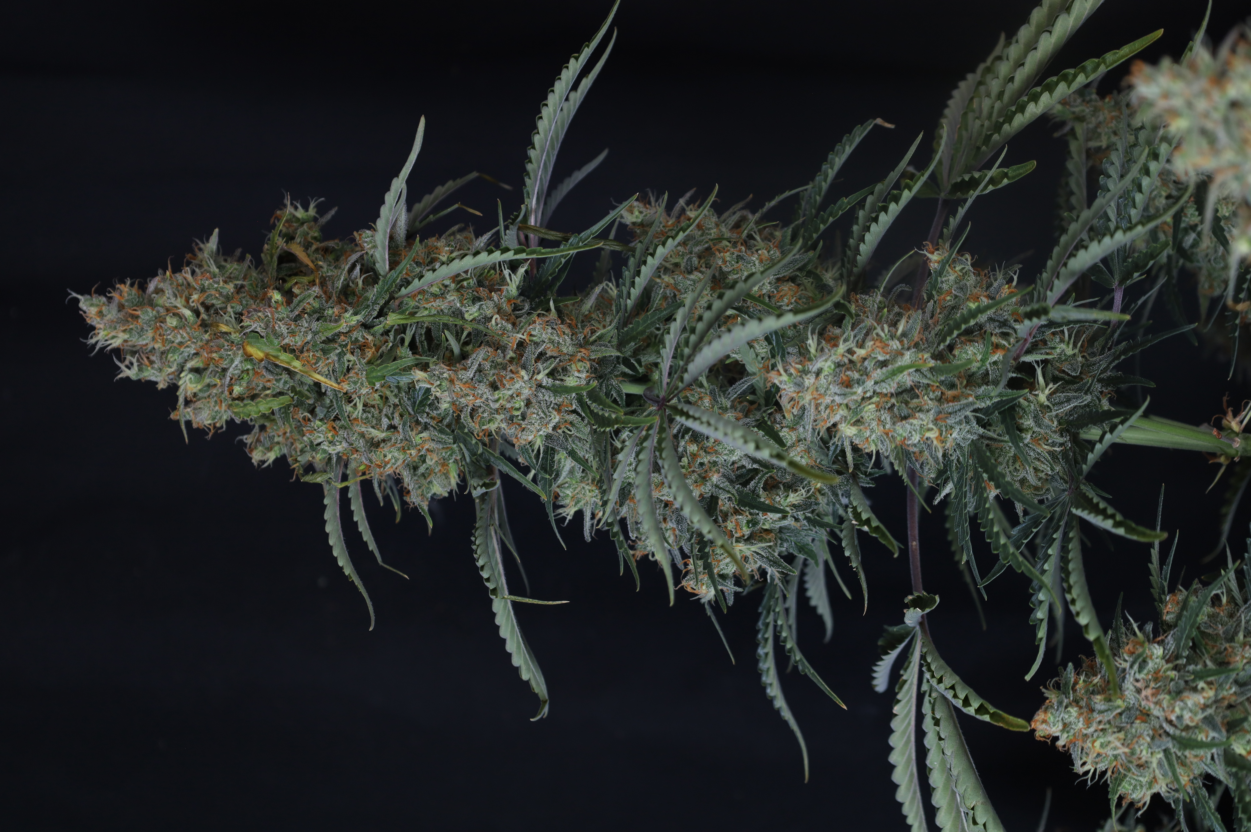 Gorilla Z Auto