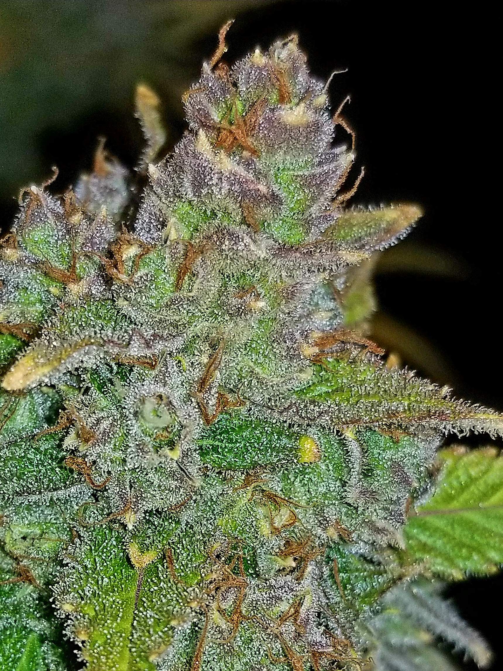 Blue Dream´matic
