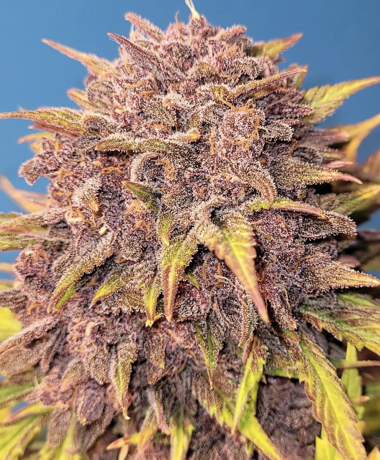 Purple Lemonade