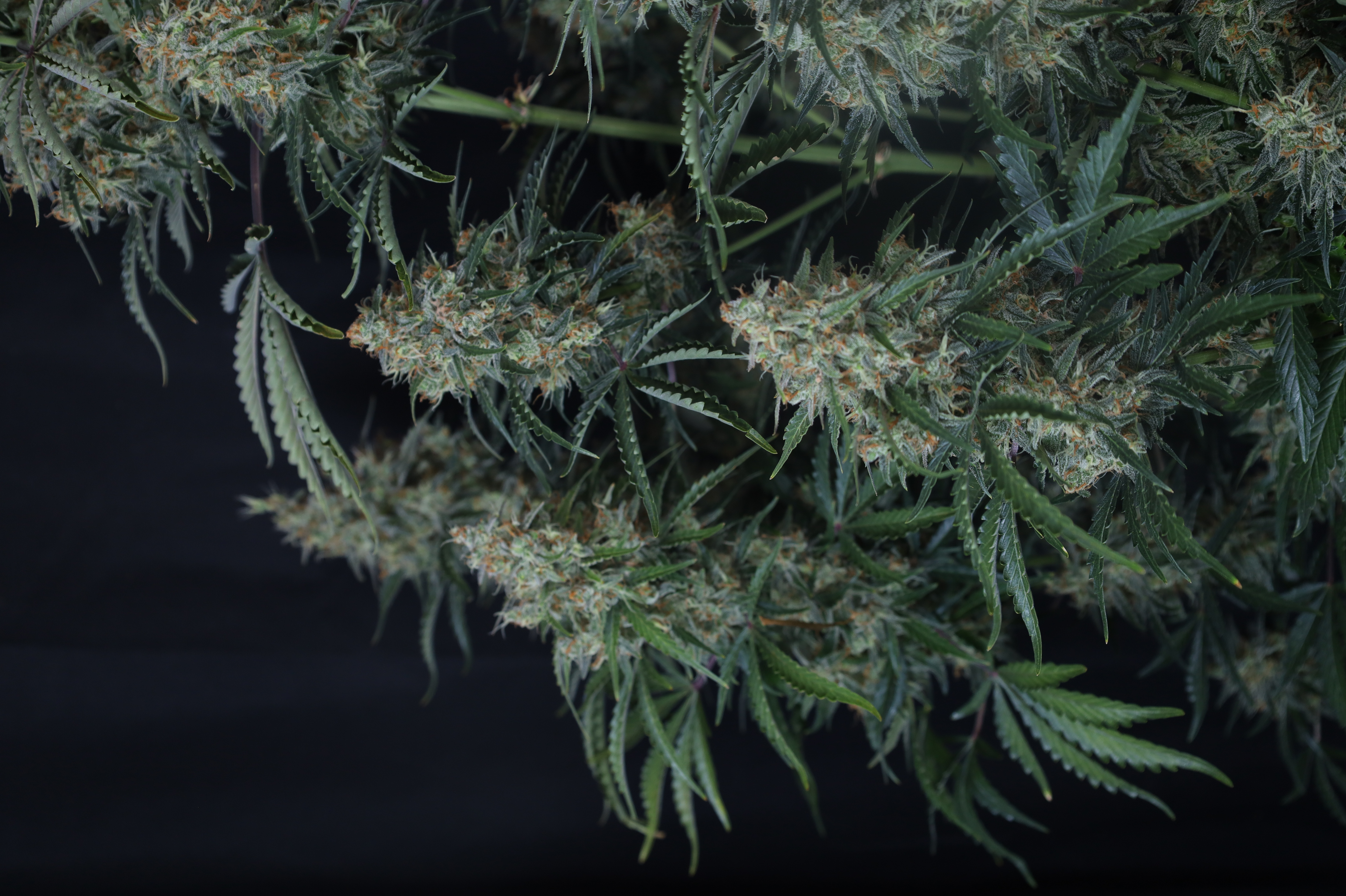 Gorilla Z Auto