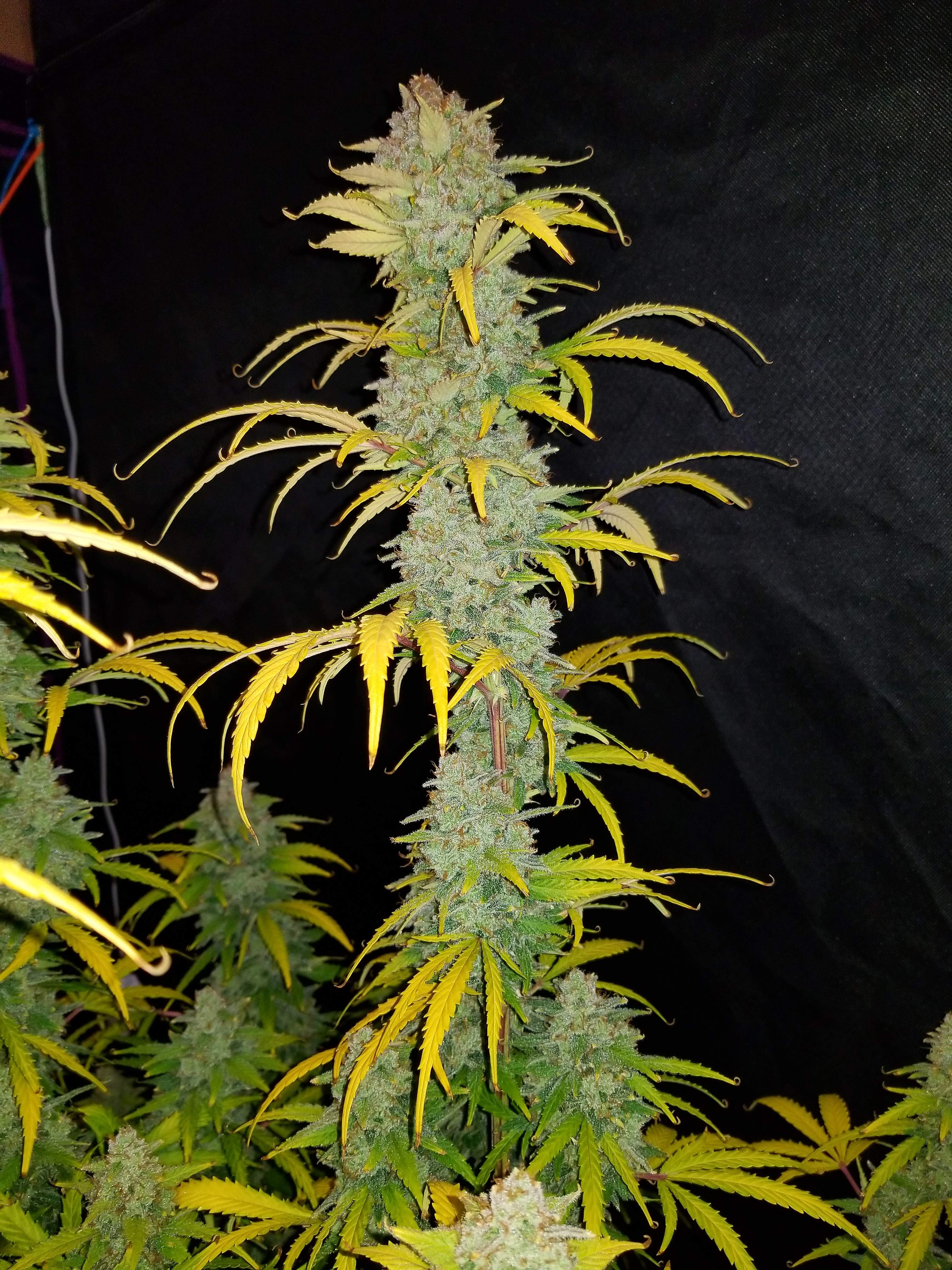 Blue Dream´matic
