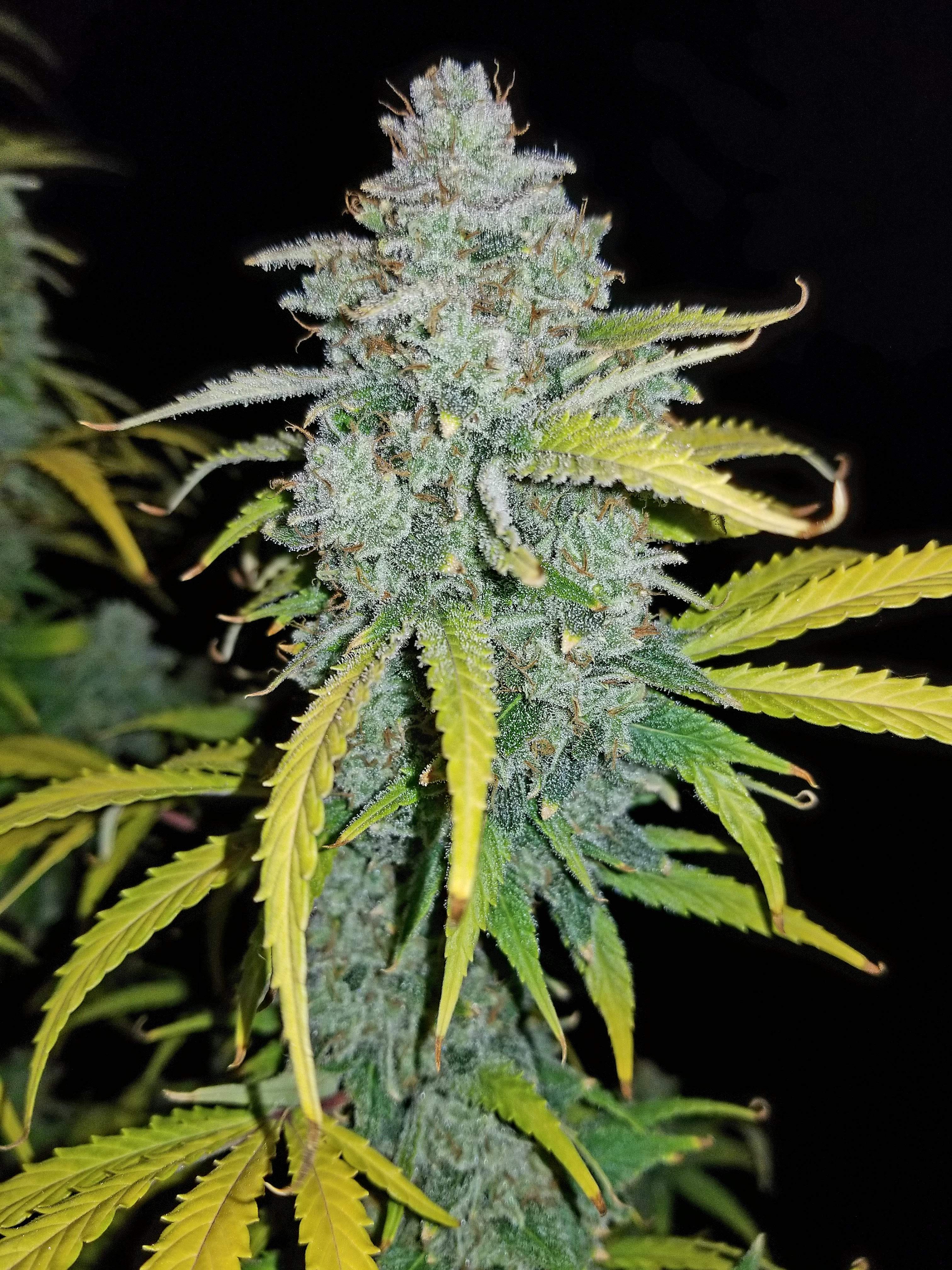 Blue Dream´matic