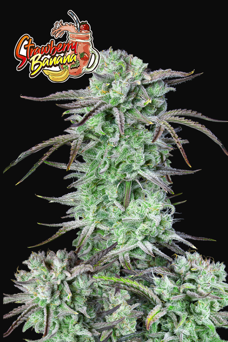 Strawberry Banana Auto