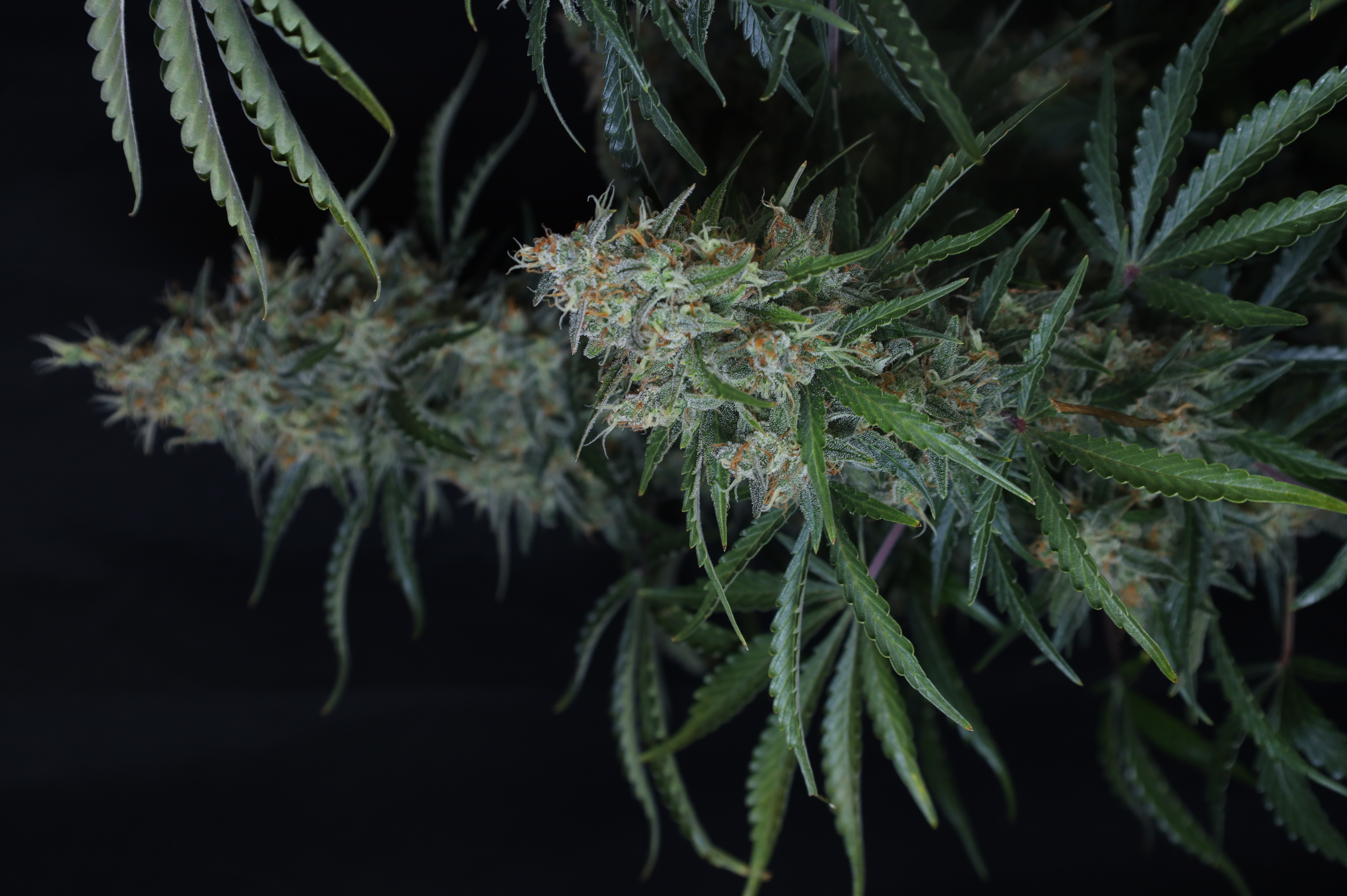 Gorilla Z Auto