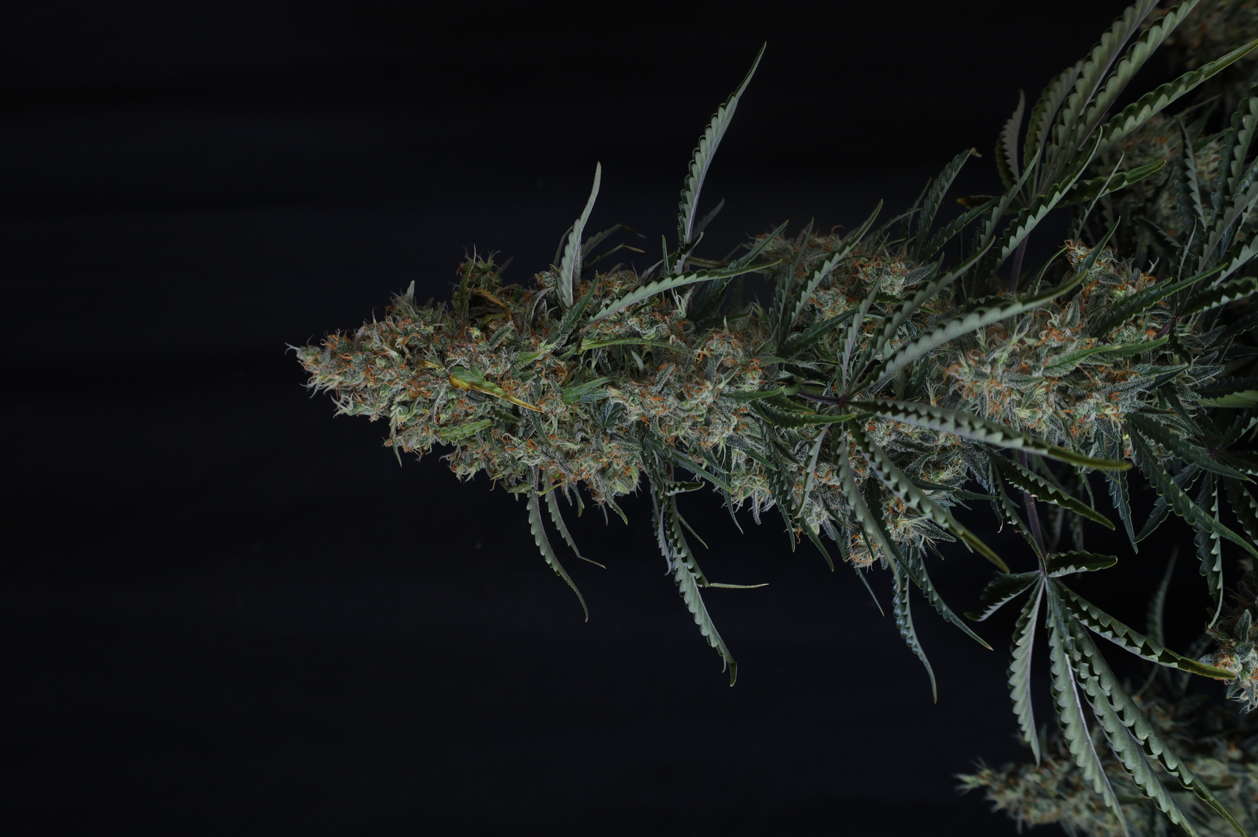 Gorilla Z Auto