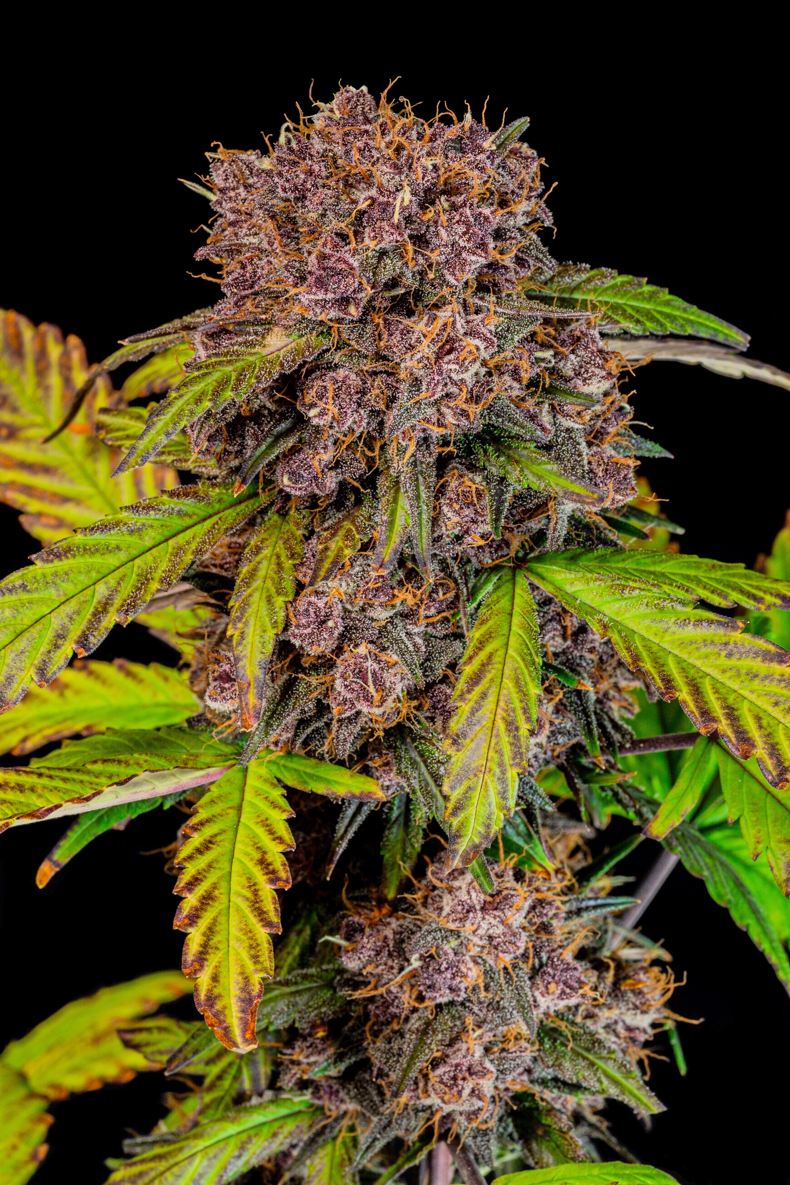 Lemon Cherry Cookies Auto