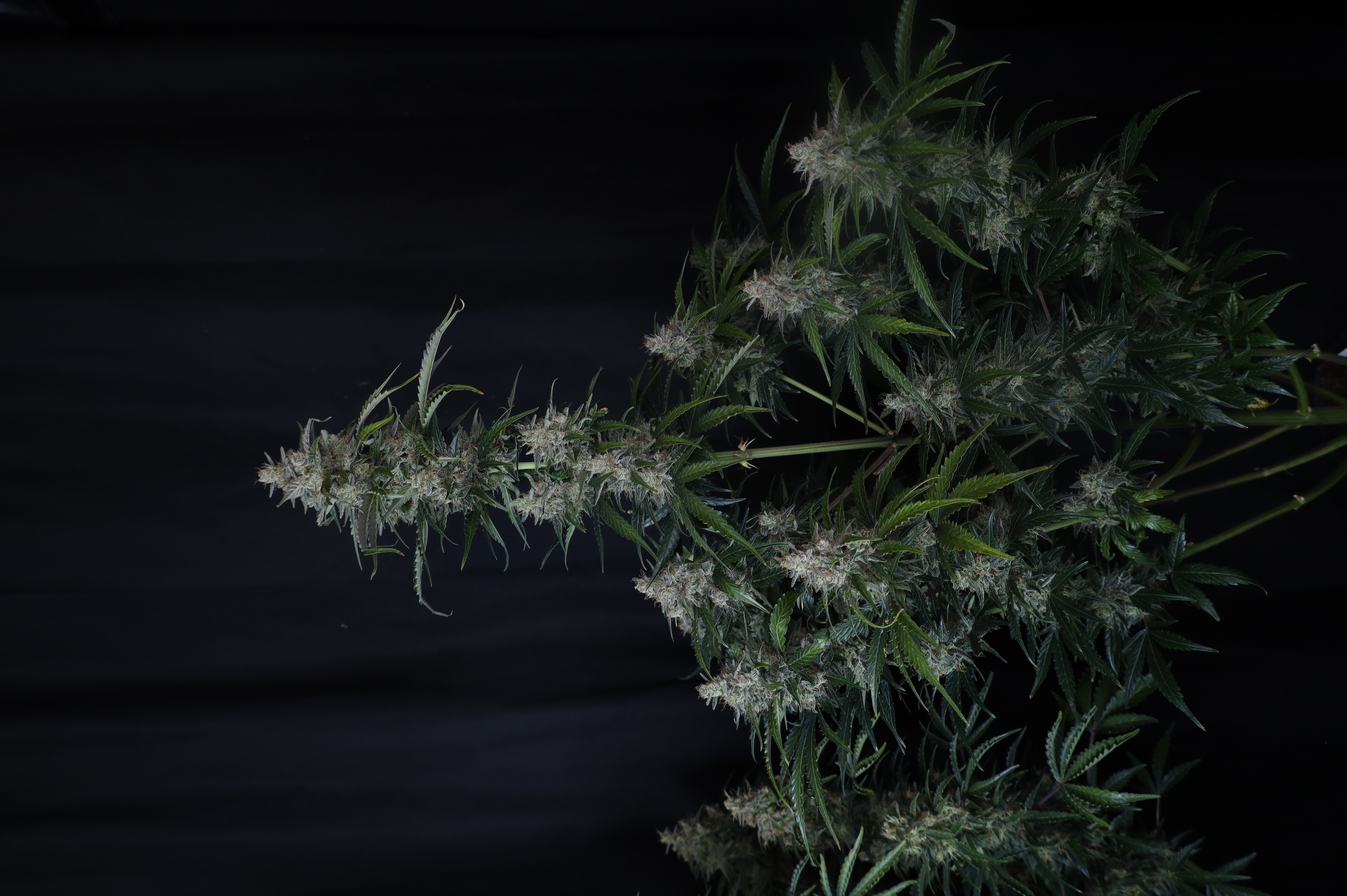 Gorilla Z Auto