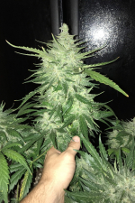 CBD Auto 11 CBD Crack