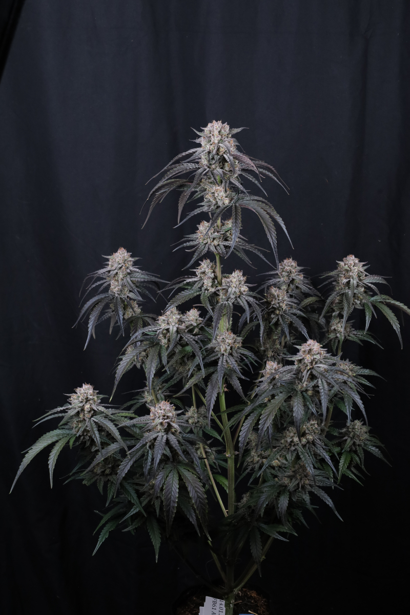 Photo of Mango Frost Auto