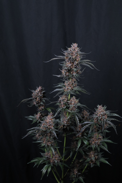 Mango Cherry Runtz Auto