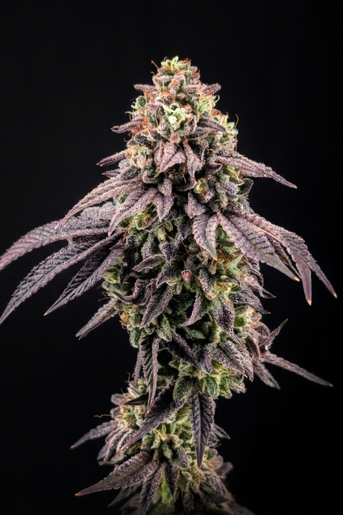 Biscotti Gelato