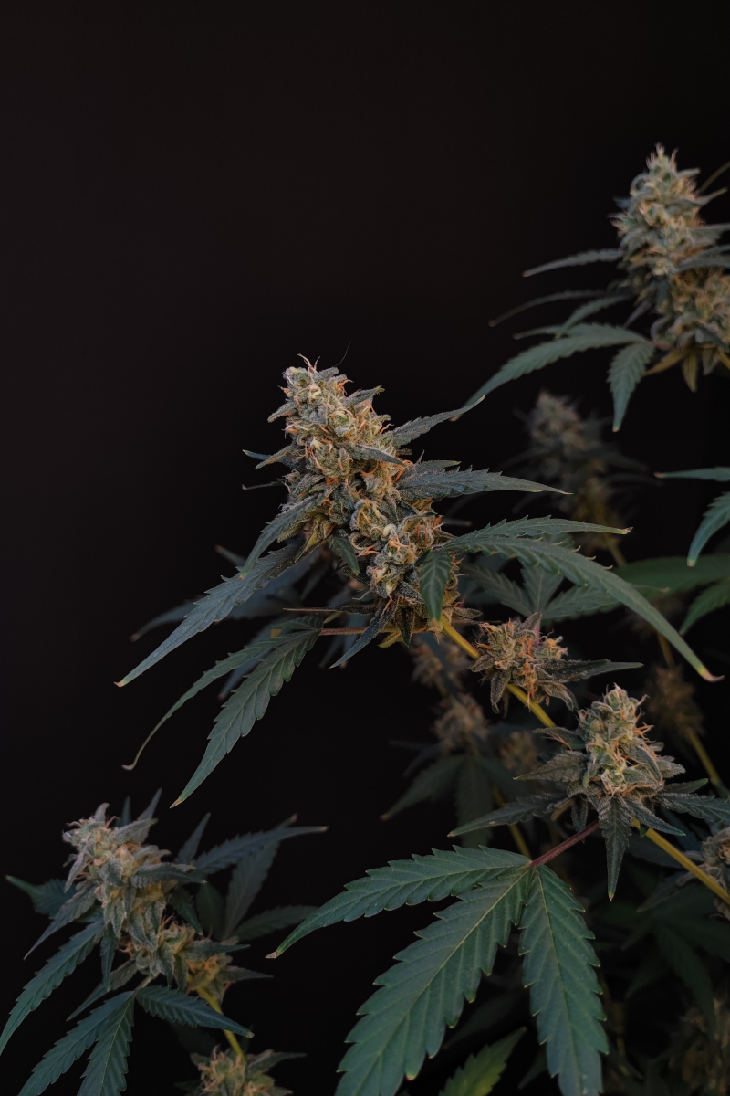 Photo of BubbleGum Auto