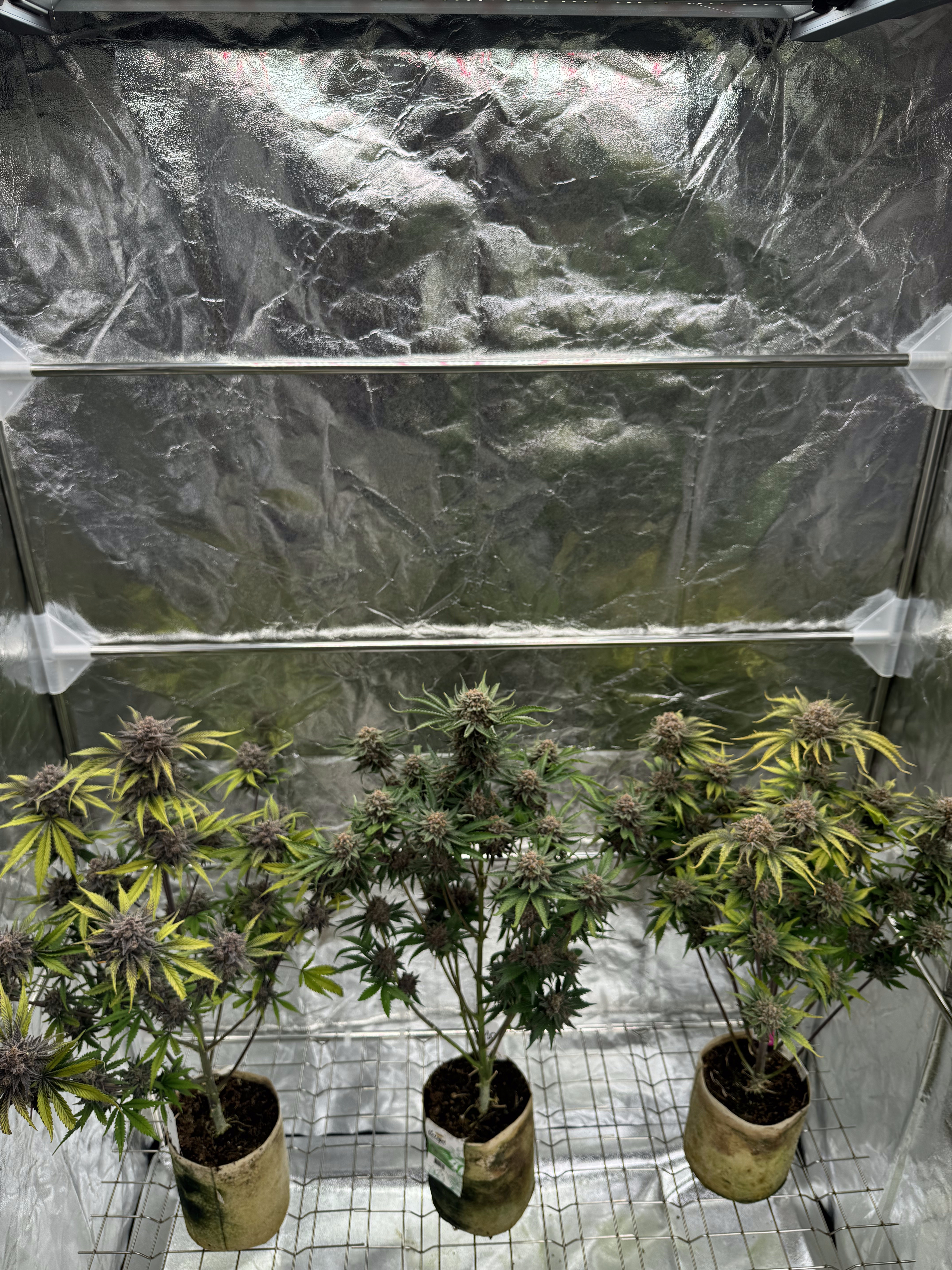 Cherry Cola Auto RF3