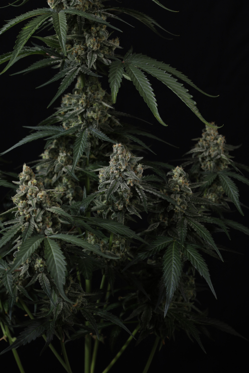 Banana Cherry Cookies Auto